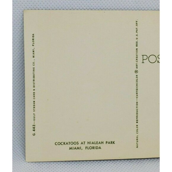 Gulf Stream Card Cockatoos At Hialeah Park Florida Miami Bird Postcard Animal - Picture 4 of 12